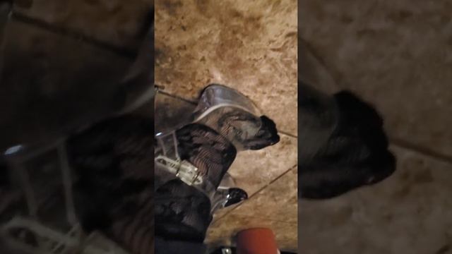 Feet Joi 💦💦💦💋💋💋