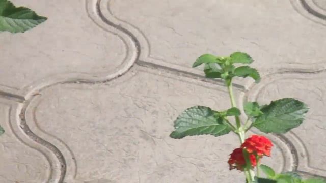 Птицы Колибри в Анапе собирают никтар с цветков смотреть онлайн