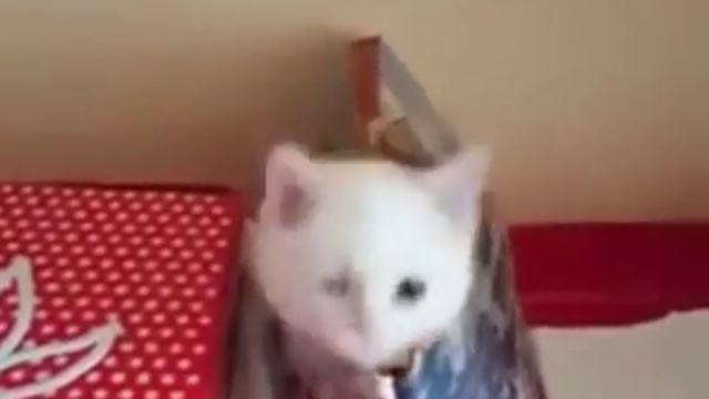 Кот в сумке смотреть онлайн