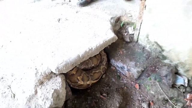KING PYTHON63 | Spider-Man and Pitbull Hunter Confront Giant Python смотреть онлайн