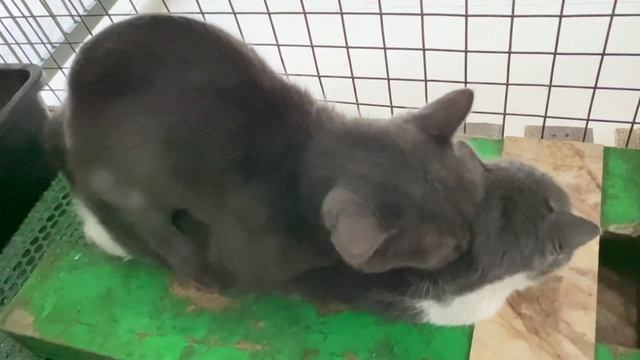 Cat in heat ? || Bon vs Miu2 || Munchkin Mate || Cat breeding ? смотреть онлайн