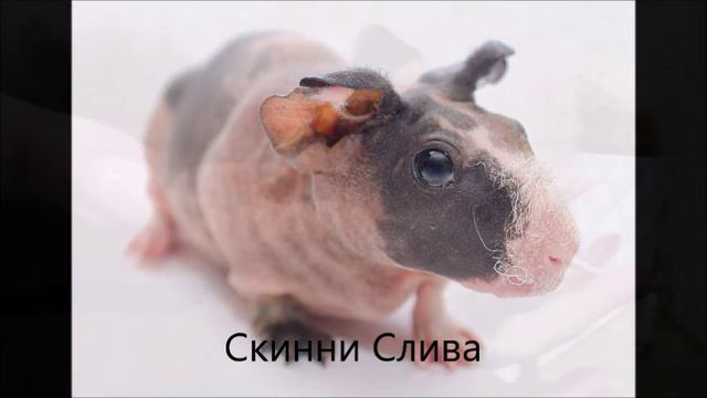 Контактный зоопарк 