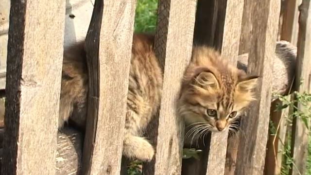 Мой край, выпуск 39. Вицэ-Смэктэнэ. смотреть онлайн