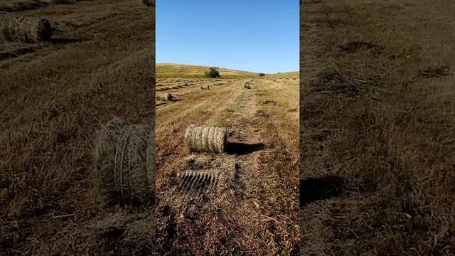 Сенокос 2020 смотреть онлайн