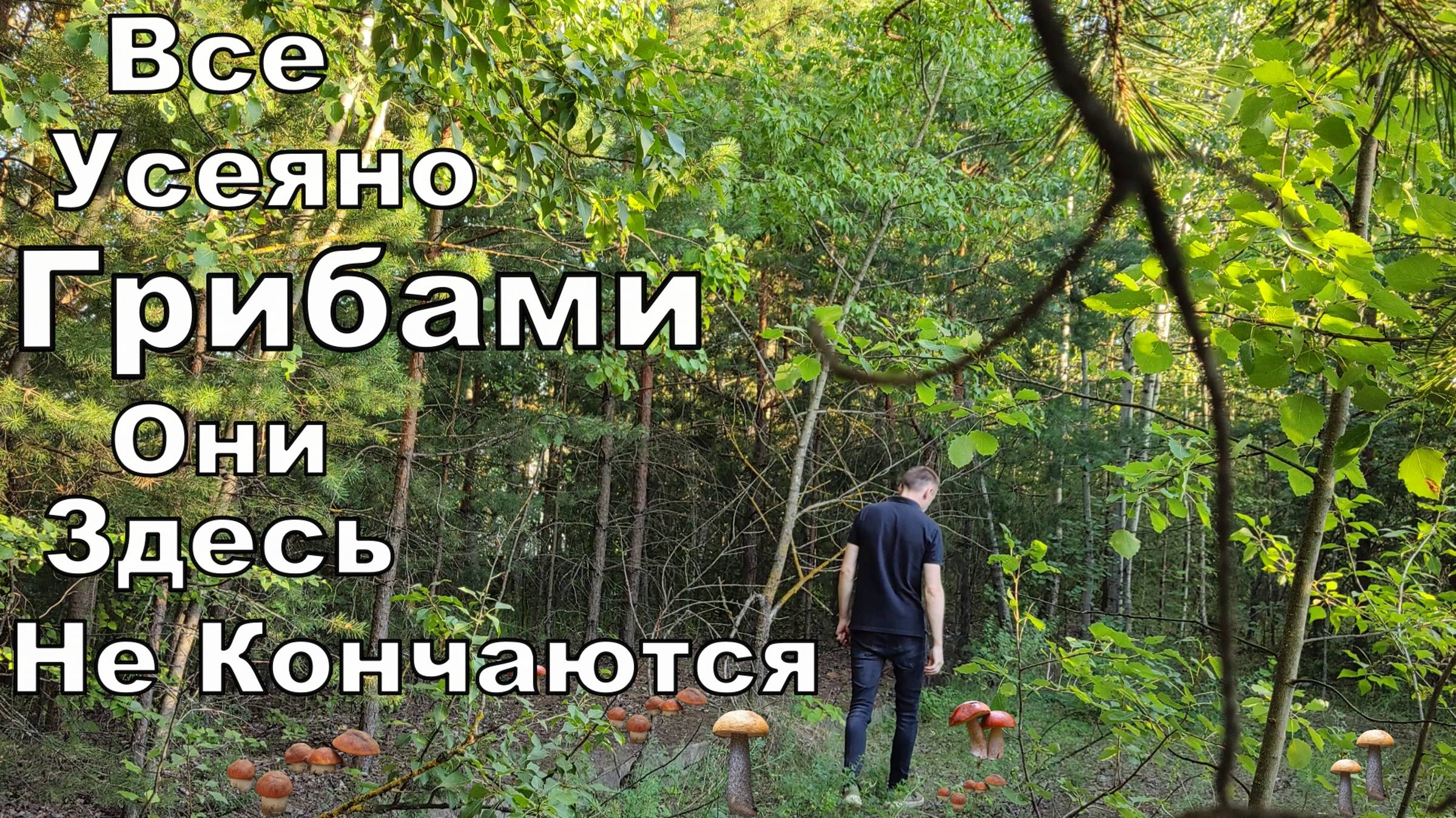 Вечерело. Но ГРИБЫ в Этом Месте Так и МАНЯТ чтоб их Сорвали. Сбор Грибов