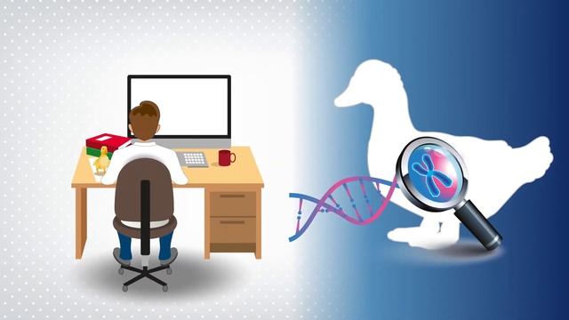 Innovation mondiale : la sélection génomique est lancée chez Grimaud Frères смотреть онлайн