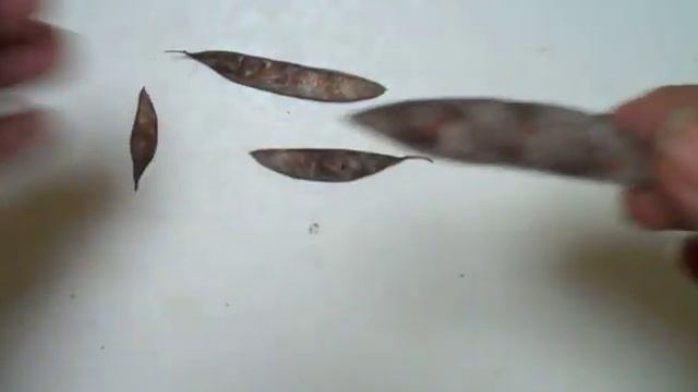 Eat The Weeds: Video 126: The Eastern Redbud смотреть онлайн