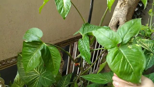 Best Air Purifying Indoor Plant | Syngonium / Arrow Head Plant