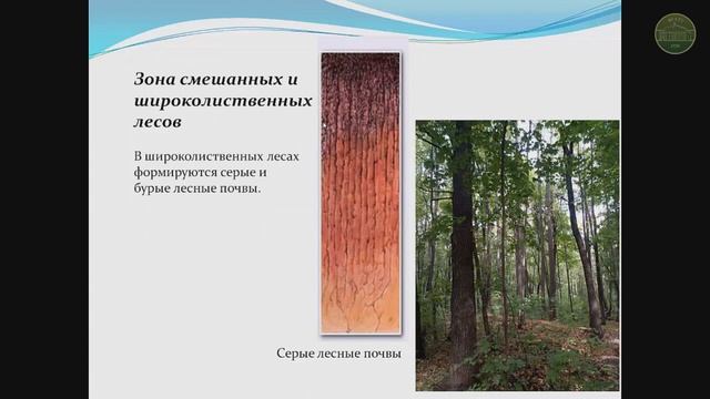 Тихонова Е.Н. Классификация почв. География почв России смотреть онлайн