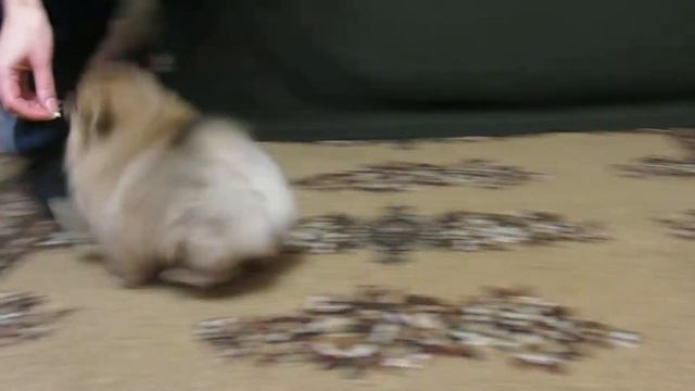 Goddes of Love Lerrika Keylani (2 месяца). смотреть онлайн