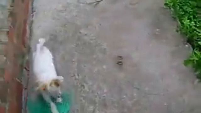 Опасный Щенок! смотреть онлайн