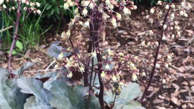Hungry and Thirsty BEES feeding from Coral Bells flowers in city garden! смотреть онлайн