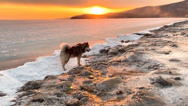 MALAMUTE HULK:АЛЯСКИНСКИЙ МАЛАМУТ ВПЕРВЫЕ НА МОРЕ. Море, собака, закат. смотреть онлайн