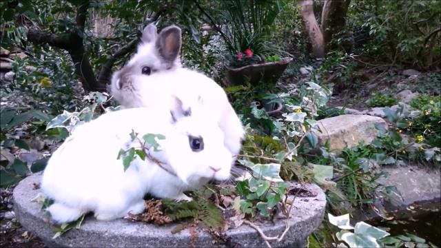 Il Giardino della Valle a Cernobbio .. un piccolo Paradiso смотреть онлайн
