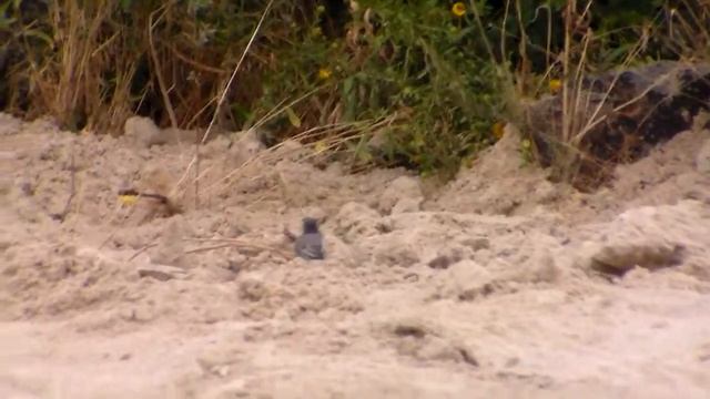 Трясогузка - маленькая птичка, которая очень быстро бегает смотреть онлайн