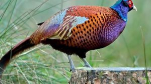 Фазан   интересные факты