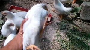 Выращивание несушек Ломан Вайт от цыпленка до первого яйца в 4 месяца