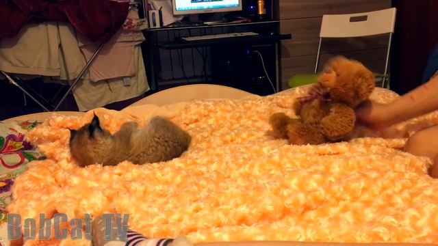 The Siberian lynx attack the girl )) смотреть онлайн