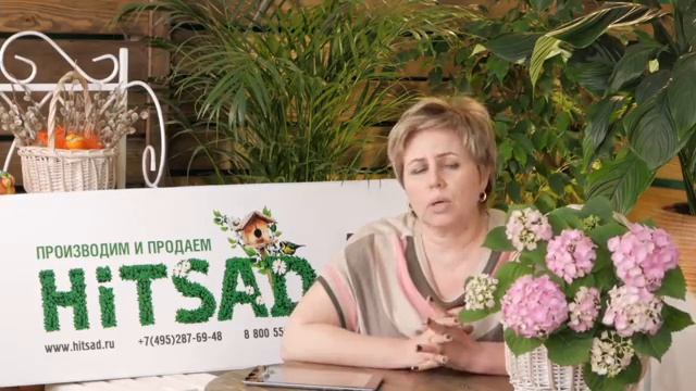Гортензии: метельчатые, крупнолистные, древовидные HitsadTV смотреть онлайн