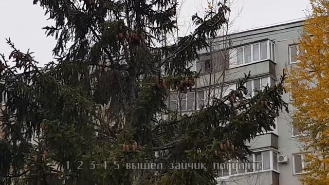 Урожай 2020 Шишки на елках смотреть онлайн