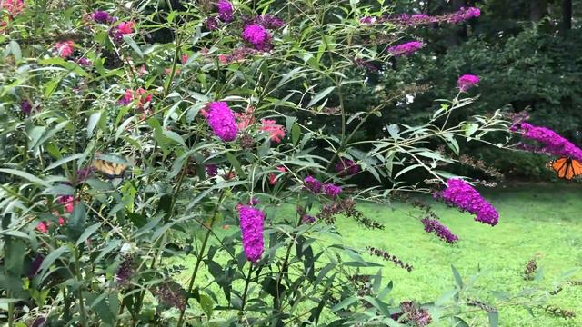 Garden Planning - August Garden Tour смотреть онлайн