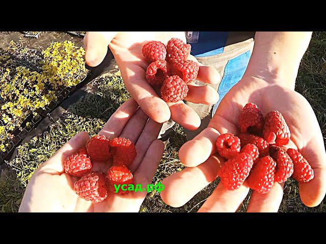 Оставляйте ОТЗЫВЫ!!! // Начали копать ОКС смородину // Жимолость осенью // Пробуем малину смотреть онлайн