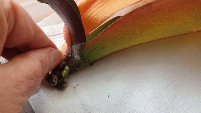 КАК НАРАСТИТЬ КОРНИ ОРХИДЕЕ. РЕАНИМИРУЕМ ЛИСТЬЯМИ В ВОДЕ смотреть онлайн