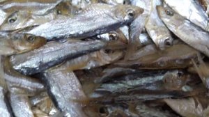 Тюлька вяленая