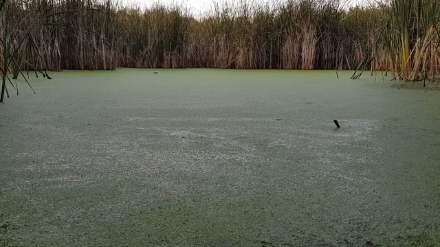 Лягушачий хор - Космический РЕЛАКС!!!/Frog Choir - Cosmic RELAX!!! смотреть онлайн