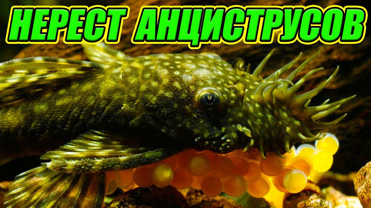 Огромное кол-во икры в гнезде! Нерест анциcтрусов в общем аквариуме. смотреть онлайн