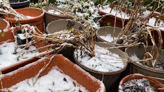 Как зимуют мои Пеларгонии, Георгины и Бегонии в заснеженном саду. Снег и мороз в Лондоне смотреть онлайн
