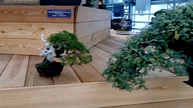 Выставка японских бонсай в Аптекарском огороде смотреть онлайн