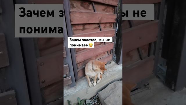 Барса и забор №2 #котики #юмор #кошка #западня #сибаину #собака #дом #участок смотреть онлайн
