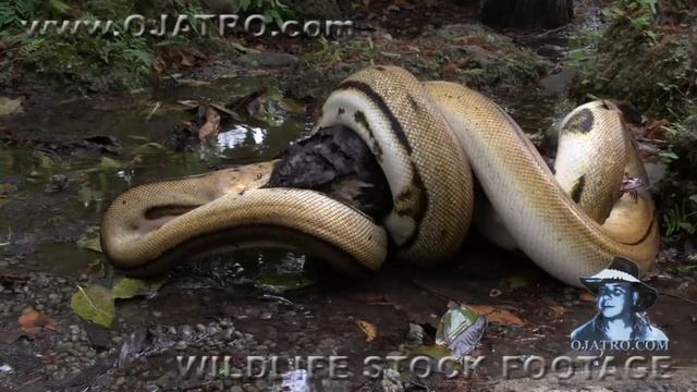 Python Eats Duck 02 Time Lapse смотреть онлайн
