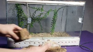 ТЕРРАРИУМ ДЛЯ ЭУБЛЕФАРА! СДЕЛАЛ НОВЫЙ ТЕРРАРИУМ ДЛЯ ЭУБЛЕФАРА!!! #эублефар, #питомцы