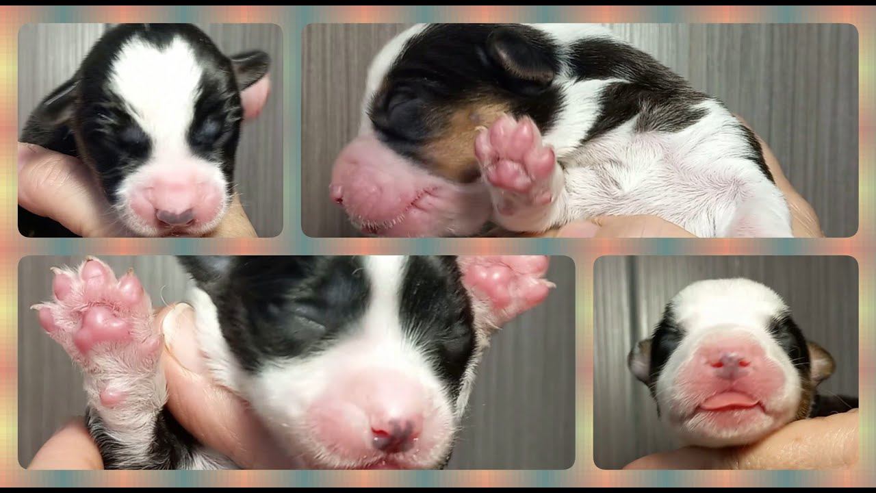 Роды вельш корги кардигана без прикрас / Childbirth Of A Welsh Corgi Cardigan Without Embellishment