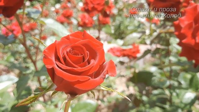 СЕГОДНЯ БОГ ПРОСНУЛСЯ УТРОМ РАНО... Очень КРАСИВОЕ Стихотворение про Бога Ирины Самариной-Лабиринт смотреть онлайн