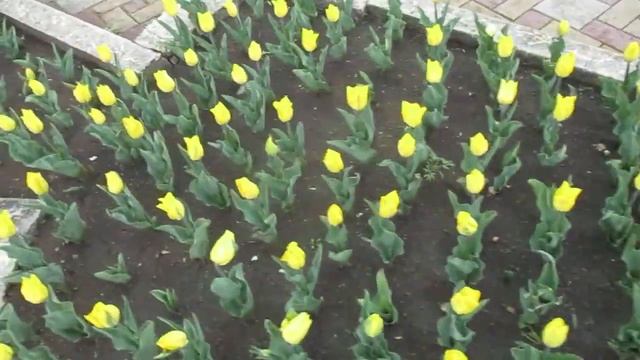 Кисловодск. Тюльпаны на Курортном бульваре.22.04.2023 г. смотреть онлайн