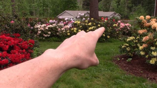 Rhododendron Garden Tour at Kincaid's Nursery | Huge Spring Blooms смотреть онлайн