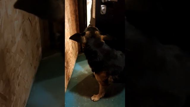 Знакомьтесь, это #Ушастый ????? Как познакомить котенка с собакой? Посоветуйте в комментариях. смотреть онлайн