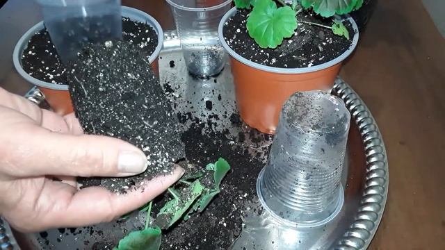 ПЕЛАРГОНИЯ ИЗ СЕМЯН НАЙТ ВАЙОЛЕТ. ПЕРЕВАЛКА. ВЕСЬ ПРОЦЕСС. смотреть онлайн
