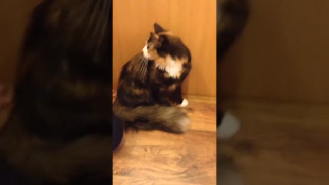 Реакция кошки на огурец смотреть онлайн
