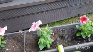 Высаживаю петунию Что добавляю в грунт.