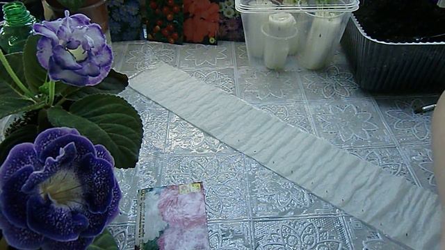 🌼Рассада по-Московски. Сеем без земли. Просто на воде🌼 🌱 смотреть онлайн