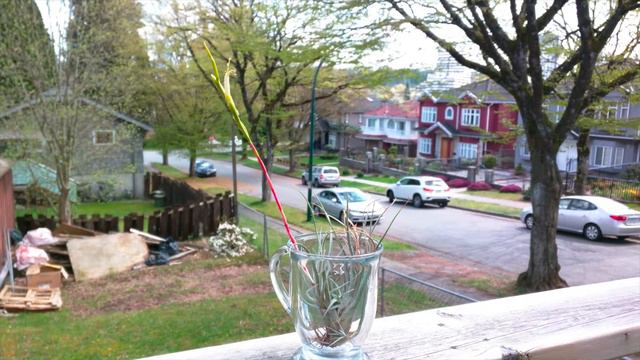 Tillandsia NOID in bloom смотреть онлайн