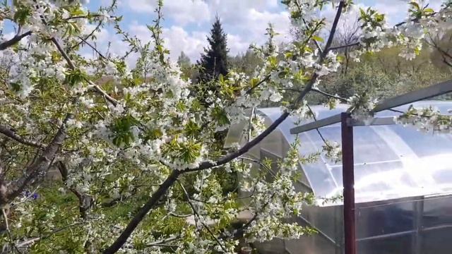 Как увеличить урожай черешни? ТопСад. смотреть онлайн