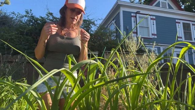 Spring and Summer Projects Update || what was successful and what was not #zone9b #gardening смотреть онлайн