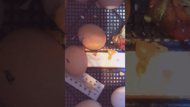 Как вылупляются цыплята смотреть онлайн