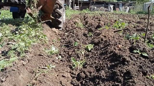 пашу самодельным плугом из газового балона. смотреть онлайн