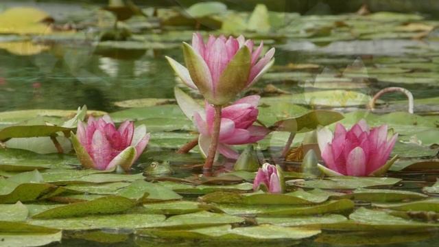 Фёдор и Начало преображения зелёного Леса Сказочные новости мира Выборы в США 2021 смотреть онлайн